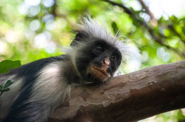 Ağaç brunch 'ında yatan bir kolobus maymunu portresi. 