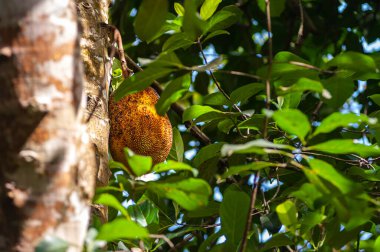 Ağacın üzerinde büyük bir meyve ya da Artocarpus heterofillus.