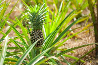 Vahşi hayatta yetişen olgun ananas.