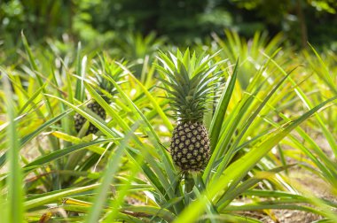 Vahşi hayatta yetişen olgun ananaslar