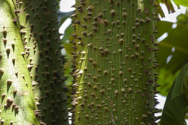 Güney Amerika 'dan, Ceiba Specosa veya Chorisia Specosa' nın kalın dikenli ağaç gövdesi.