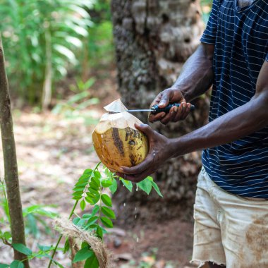 Afrikalı esmer bir adam bıçağıyla taze bir hindistan cevizi açıyor, sadece Tanzanya, Afrika