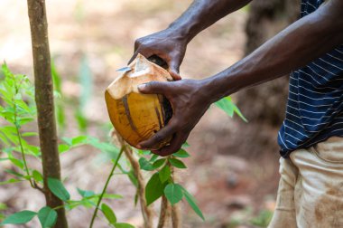 Afrikalı esmer bir adam bıçağıyla taze bir hindistan cevizi açıyor, sadece Tanzanya, Afrika