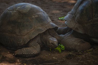 Ünlü dev kaplumbağa Aldabrachelys dev kaplumbağa çayı ya da Aldabra dev kaplumbağası, Afrika 'daki Zanzibar, Tanzanya Hapishanesi' nde.
