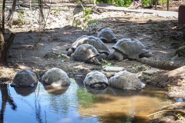 Ünlü dev kaplumbağa Aldabrachelys dev kaplumbağa çayı ya da Aldabra dev kaplumbağası, Afrika 'daki Zanzibar, Tanzanya Hapishanesi' nde.