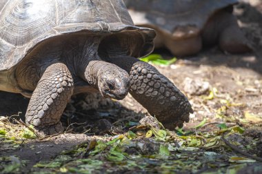 Ünlü dev kaplumbağa Aldabrachelys dev kaplumbağa çayı ya da Aldabra dev kaplumbağası, Afrika 'daki Zanzibar, Tanzanya Hapishanesi' nde.