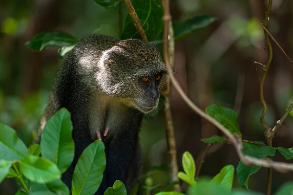Modrá Opice Stromě Tropickém Lese Detailní Záběr — Stock fotografie