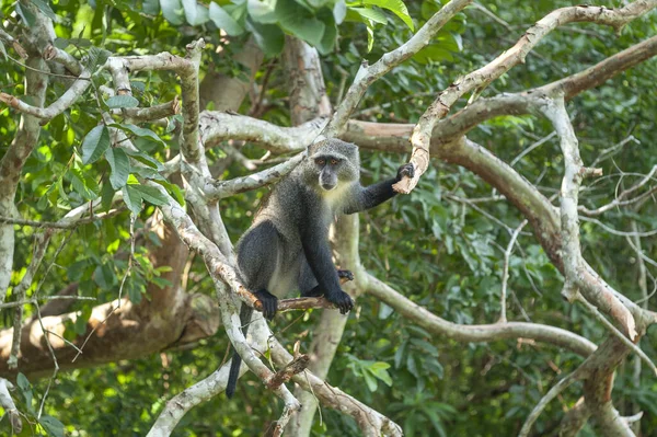 Blue monkey  on the tree in tropical forest