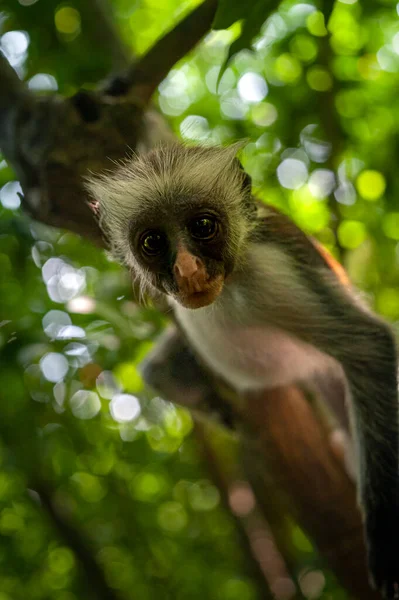 Close Curious Colobus Baby Looking You While Hanging Tree — Stock Photo, Image