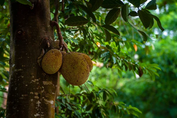 Jeckfruits Artocarpus Heterophyllus Sur Arbre Dans Nature Sauvage — Photo