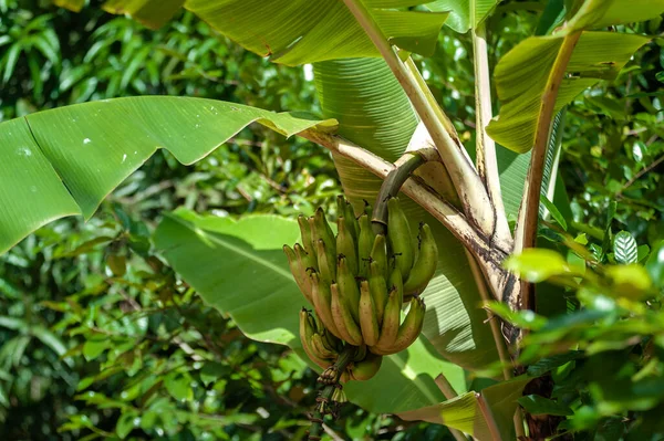 Bundle Bananes Vertes Avec Une Fleur Sur Arbre Dans Nature — Photo