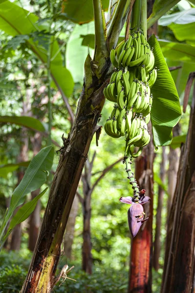 Groene Bananen Bundelen Met Een Bloem Aan Boom Wilde Natuur — Stockfoto