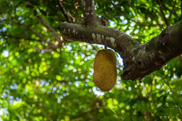 Een Grote Jeckfruit Artocarpus Heterophyllus Boom Wilde Natuur — Stockfoto