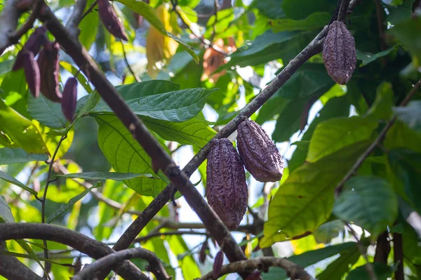 Cacaobeens Boom Kruidenkwekerij Plantage — Stockfoto