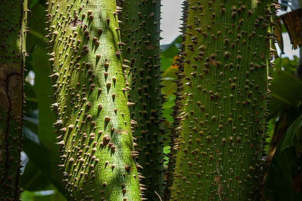 Tronco Espinoso Grueso Ceiba Speciosa Chorisia Speciosa América Del Sur —  Fotos de Stock