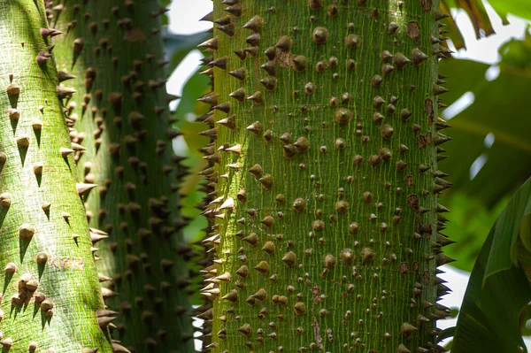 Dikke Doornige Boomstam Van Ceiba Speciosa Chorisia Speciosa Uit Zuid — Stockfoto