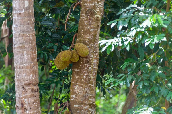 Jeckfruits Artocarpus Heterophyllus Sur Arbre Dans Nature Sauvage — Photo