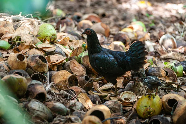 Une Poule Afrikane Noire Paître Librement Sur Une Pile Noix — Photo