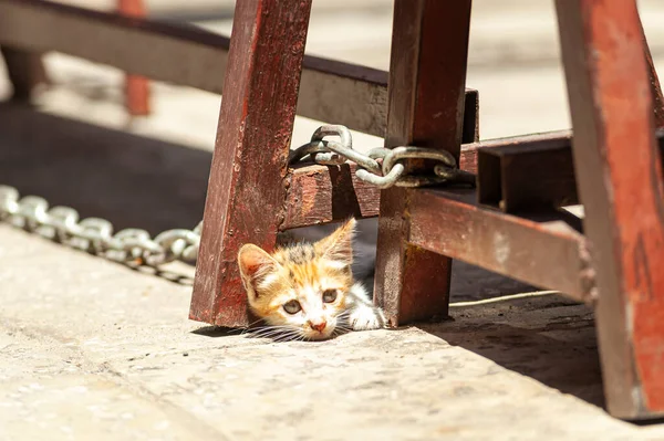 通りの太陽から隠れている赤い小さな子猫 — ストック写真