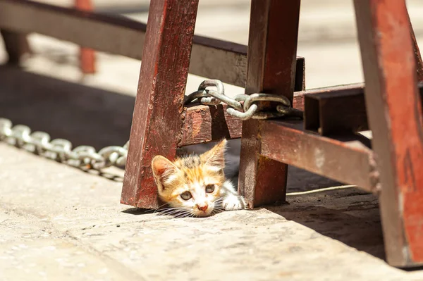 Röd Liten Kattunge Gömmer Sig Från Solen Gatorna — Stockfoto