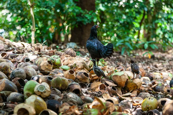 Een Zwarte Afrikaanse Kip Vrij Grazend Een Stapel Lege Kokosnoot — Stockfoto