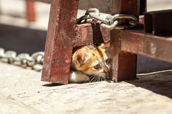 Czerwony Kotek Chowa Się Przed Słońcem Ulicach Zamyka — Zdjęcie stockowe