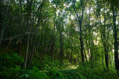 manzara yeşil orman yolu günü