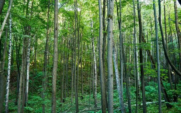 Paisagem Verde Floresta Caminho Dia — Fotografia de Stock