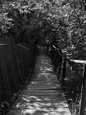 Ağaçlar arasında eski ahşap köprü Siyah ve beyaz