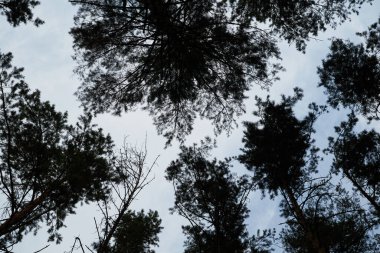 Akşam gökyüzünün altındaki uzun ağaçlar