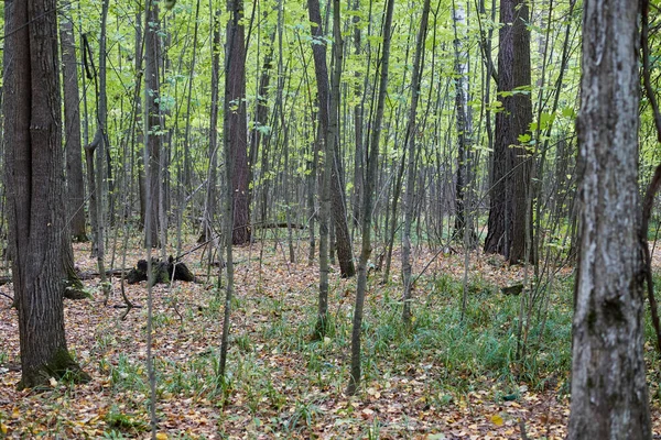 Bosque Abedul Otoño Desde Interior Durante Día Imagen de stock