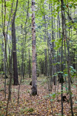 Sonbahar huş ağacı ormanı gündüzleri içeriden.