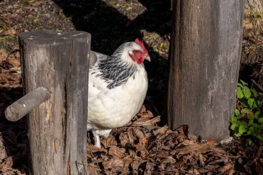 Kırsal kesimde sakin bir cadde boyunca özgürce yürüyen ve yiyecek arayan tavuklar..