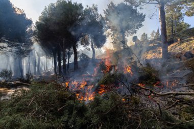 Madrid, İspanya yakınlarındaki orman yönetimi ve orman yangını önleme amaçlı kontrollü yanma