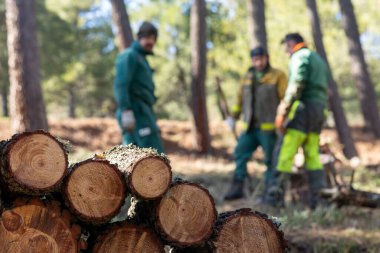 Madrid yakınlarındaki bir orman bölgesindeki orman yangını önleme operasyonları sırasında İspanyol yaban hayatı itfaiyecileri ağaç ve dal yığını yığıyor..
