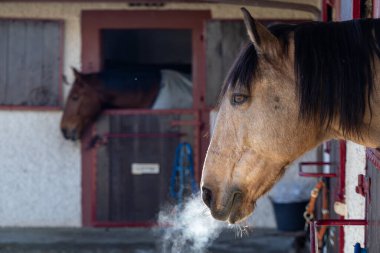 Kahverengi At Kafası Nefes Veren Buhar Ahırın İçinde