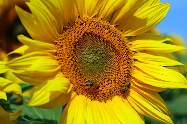 Abeja Miel Polinizando Girasol en Campo de Girasoles —  Fotos de Stock