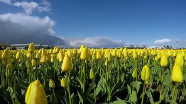Tulip çiftlik renkli bahar Panoraması