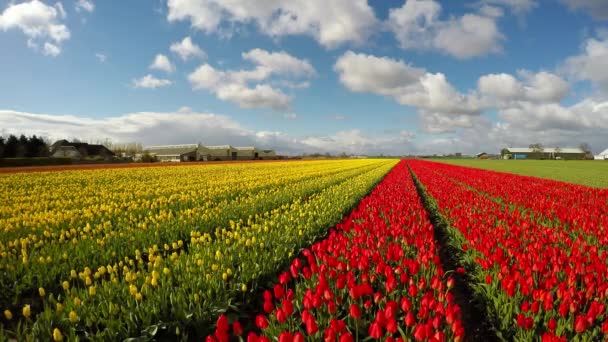 Blauwe hemel en tulp veld in Nederland — Stockvideo
