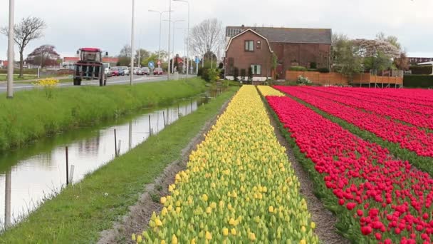 Öntözés és vízelvezető csatorna mellett virágzó holland Bulbfields