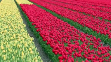 Bahar Tulip alanları Hollanda'da