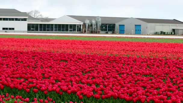 Campos de tulipanes en Holanda — Vídeo de stock