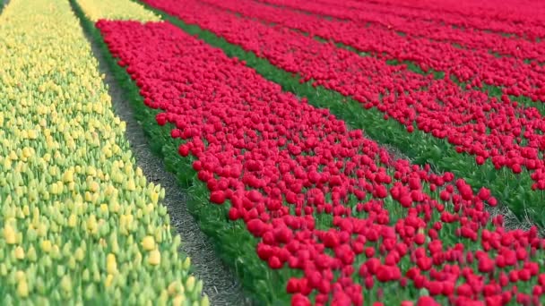 Våren fält tulpan i Holland — Stockvideo
