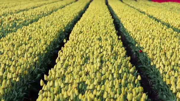 Bloem bed van gele tulpen — Stockvideo