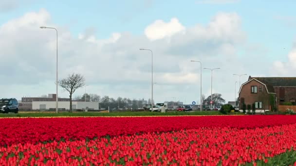 Linhas com tulipas vermelhas na frente de uma fazenda — Vídeo de Stock