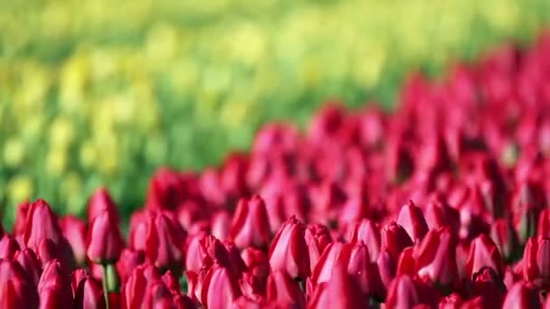 Mar de tulipanes rojos y amarillos — Vídeo de stock