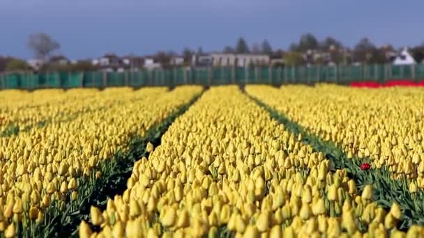 Bela paisagem ao ar livre na Holanda — Vídeo de Stock