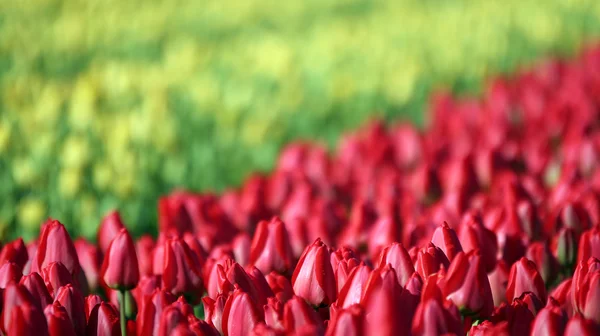 Mer de tulipes rouges et jaunes — Photo