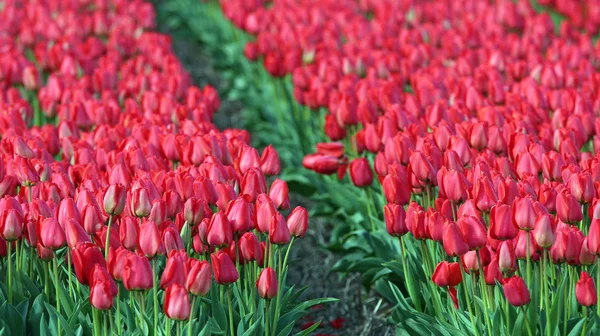 Moře červené tulipány — Stock fotografie