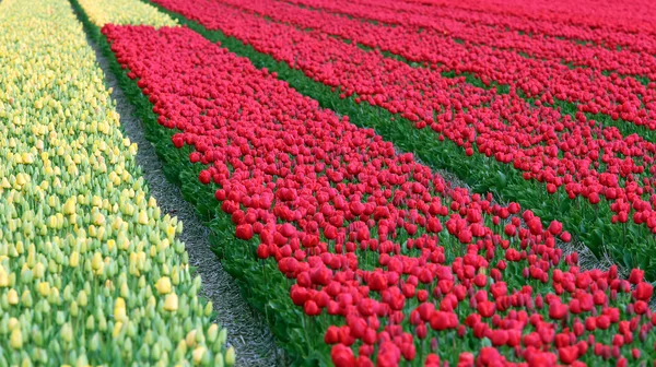 Bahar Tulip alanları Hollanda'da — Stok fotoğraf